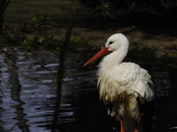 Storch